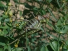 Parasteropleurus perezii (Bolvar, 1877)