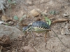 Parasteropleurus perezii (Bolvar, 1877)