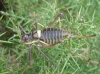 Parasteropleurus perezii (Bolvar, 1877)