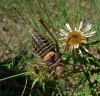 Parasteropleurus perezii (Bolvar, 1877)