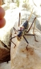 Parasteropleurus perezii (Bolvar, 1877)