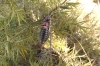 Parasteropleurus perezii (Bolvar, 1877)