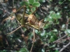 Parasteropleurus perezii (Bolvar, 1877)