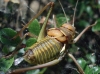 Parasteropleurus perezii (Bolvar, 1877)