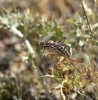 Parasteropleurus perezii (Bolvar, 1877)
