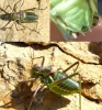Parasteropleurus perezii (Bolvar, 1877)