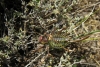 Parasteropleurus perezii (Bolvar, 1877)