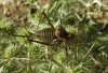 Parasteropleurus perezii (Bolvar, 1877)