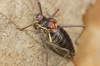 Parasteropleurus perezii (Bolvar, 1877)