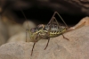 Parasteropleurus perezii (Bolvar, 1877)