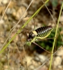 Parasteropleurus perezii (Bolvar, 1877)