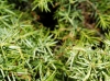 Parasteropleurus perezii (Bolvar, 1877)