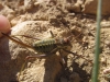 Parasteropleurus perezii (Bolvar, 1877)