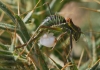 Parasteropleurus perezii (Bolvar, 1877)