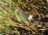 Parasteropleurus perezii (Bolvar, 1877)