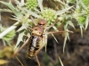 Parasteropleurus perezii (Bolvar, 1877)