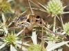 Parasteropleurus perezii (Bolvar, 1877)