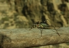 Parasteropleurus perezii (Bolvar, 1877)