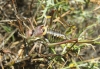 Parasteropleurus perezii (Bolvar, 1877)