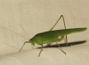 Phaneroptera (Phaneroptera) sp.