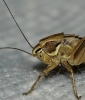 Platycleidini