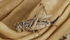 Platycleis (Platycleis) cf. albopunctata