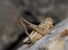 Platycleis (Tessellana) tessellata (Charpentier, 1825)
