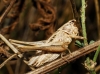 Platycleis (Tessellana) tessellata (Charpentier, 1825)