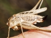 Platycleis (Tessellana) tessellata (Charpentier, 1825)