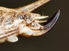 Platycleis (Tessellana) tessellata (Charpentier, 1825)