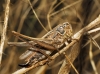 Platycleis (Tessellana) tessellata (Charpentier, 1825)