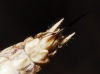 Platycleis (Tessellana) tessellata (Charpentier, 1825)