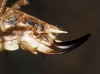 Platycleis (Tessellana) tessellata (Charpentier, 1825)