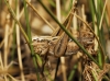 Platycleis (Tessellana) tessellata (Charpentier, 1825)