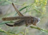 Platycleis  albopunctata (Goeze, 1778)