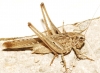 Platycleis sp.