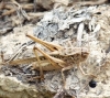 Platycleis sp.