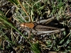 Platycleis sp.