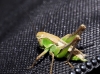 Platycleis sp. Platycleis sp.