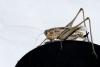 Platycleis (Tessellana) tessellata (Charpentier, 1825)