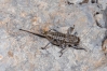 Pycnogaster (Bradygaster) sanchezgomezi sanchezgomezi Bolvar, 1897