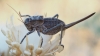 Pycnogaster (Bradygaster) sanchezgomezi sanchezgomezi Bolvar, 1897