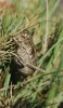 Pycnogaster (Bradygaster) sanchezgomezi sanchezgomezi Bolvar, 1897