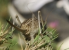 Pycnogaster (Bradygaster) sanchezgomezi sanchezgomezi Bolvar, 1897