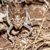 Pycnogaster (Bradygaster) sanchezgomezi sanchezgomezi Bolvar, 1897