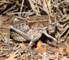Pycnogaster (Bradygaster) sanchezgomezi sanchezgomezi Bolvar, 1897