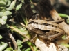 Pycnogaster sp. Pycnogaster sp.