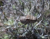 Pycnogaster (Bradygaster) sanchezgomezi Bolvar, 1897