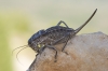 Pycnogaster (Bradygaster) sanchezgomezi sanchezgomezi Bolvar, 1897