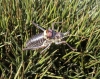 Steropleurus perezii (Bolvar, 1877)